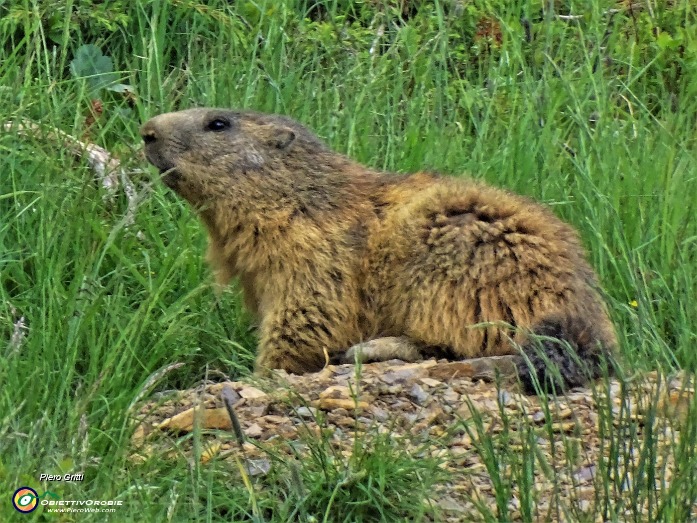 76 Marmotta in osservazione.JPG